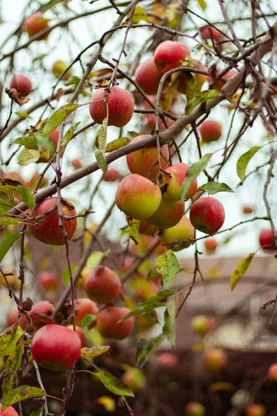 Elma ağacı dallarında kırmızı elma meyveleri. Meyve ağaçlı sonbahar bahçesi. Sonbahar bahçesi. Sonbahar manzarası. Ekim hasadı. Olgun kırmızı elmalar. Organik meyve ekimi. Doğal arka plan. Sonbahar doğası.
