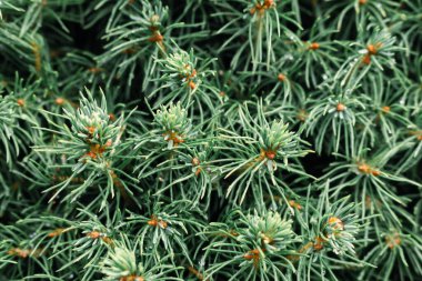 Kozalaklı ağaçlar, yaklaşın. Evergreen ağacı. Çam iğneleri, makro. Spruce iğneleri. Doğal desen. Noel ağacı. Klorofil yaprakları. Detaylı çam ormanı. Yeşil renk arkaplanı. 