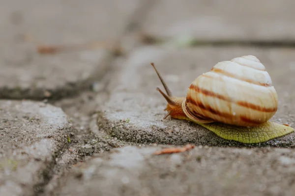 钉在路上 Slug关闭了 葡萄蜗牛与壳 大自然的细节 褐色螺旋线 慢速的生活方式在沥青上钉上天线 小动物 野生动物背景 笨笨的蜗牛 — 图库照片