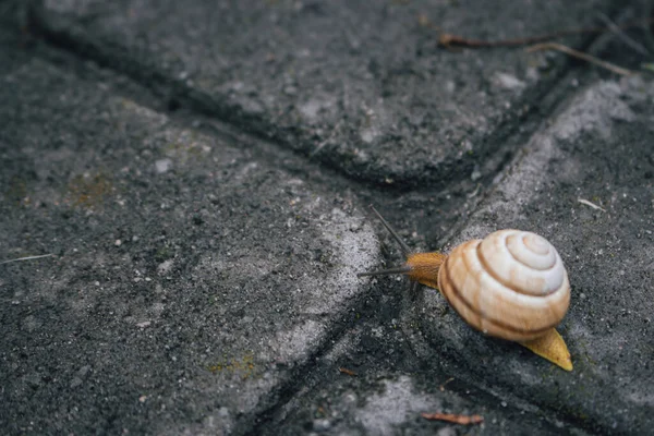 Snail on the road. Slug close up. Grape snail with shell. Nature in details. Brown helix. Slow speed lifestyle. Snail with antenna on asphalt. Small creature. Wildlife background. Slimy snail.