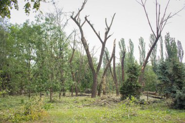 Füze saldırısından sonra parkta kırılmış ağaçlar, Kyiv, Ukrayna. Patlama dalgasından sonra çıplak bavullar. Füze patlamasından sonra parka hasar vermiş. Ukrayna 'da savaş. Rus saldırganlık konsepti. Mahvolmuş doğa.