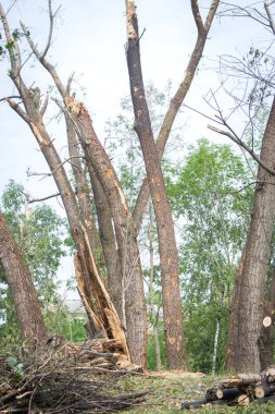 Hava saldırısından sonra parkta kırılmış ağaçlar, Kyiv, Ukrayna. Patlama dalgasından sonra çıplak bavullar. Füze patlamasından sonra parka hasar vermiş. Ukrayna 'da savaş. Rus saldırganlık konsepti. Mahvolmuş doğa.