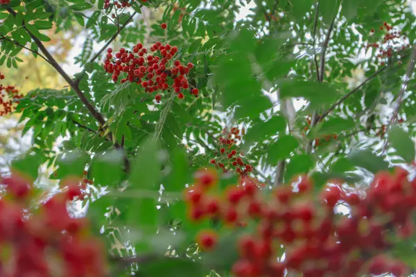 ローワン ツリーとベリー 秋の風景 ローワンベリーと緑の葉 森の風景について 自然の中の美しさ ローワン種子と葉 ウッドランドの背景 森の赤いベリー — ストック写真