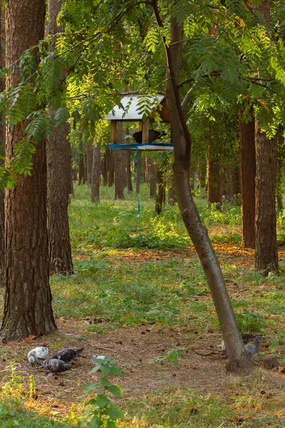 Bird house on a tree. Wooden feeder in the forest. Wildlife protection. Forest landscape. Hanging birdhouse in woods. Wild birds concept. Shelter for birds. Wildlife concept.