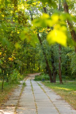 Parkta huzurlu bir yol. Sonbahar doğası. Parkland 'da boş bir patika. Ormandaki yaprakların arasından gün ışığı. Sonbahar manzarası. Muhteşem park yolu. Ormanlık arazili manzara. Bakış açısında yürüyüş yolu. 