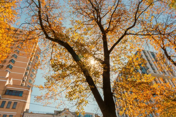 Jesień Mieście Promienie Słoneczne Przechodzą Przez Jesienne Liście Jasny Jesienny — Zdjęcie stockowe