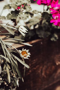 Terasta çiçekler, tonlu bir görüntü. Çiçek saksısı, klasik tarzda. Bahçe tasarımı, çizim. Sonbahar bahçesi kartpostalı. Doğal desenli ekran koruyucu. Çevre geçmişi. Papatya çayı, sessiz renkler. 