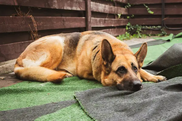 Lying german shepherd dog. Tired guard dog. Human best friend. Adult sheepdog. Adorable sad dog. Pedigree dog on backyard. Animal depression. Canine concept. Pet life.