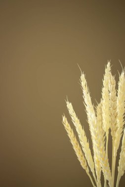 Bej arka planda beyaz buğday kulakları ve fotokopi alanı. Arka planda kurumuş bitkiler var. Buğday dekoru. Zarif bir eko dekor. İç kısımda mısır gevreği buketi. Hayat konsepti. Konforlu ev detayları. Moda odası dekorasyonu.