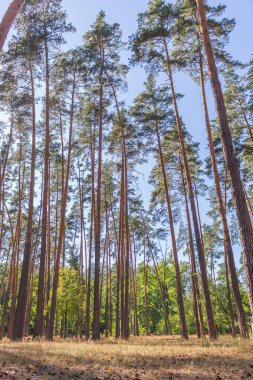 Sessiz sonbahar ormanı. Ormanı güneş ışığıyla aydınlat. Ormanda sakin bir sonbahar. Sonbahar ormanında muhteşem saatler. Ekim arka planı. Çam ormanında turistik bir patika. Sonbahar manzarası. Sonbahar renkleri. Manzaralı doğal parklarda yol.