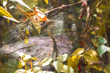 Sabah ışığında örümcek ağı. Sonbahar manzarası. Sabah bulanıklığında örümcek ağı. Güneş ışığında düşen yapraklı örümcek ağı. Sonbahar çayırı. Doğal desen. Doğayı detaylara düşür. 
