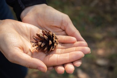 Açık ellerde çam kozalağı. Doğa koruma. Gün ışığında avuç içi kadar açık bir koni. Doğada güzellik. Doğal dekorasyon. Ellerinde kozalak tutan bir kadın. Ormandaki kadın.