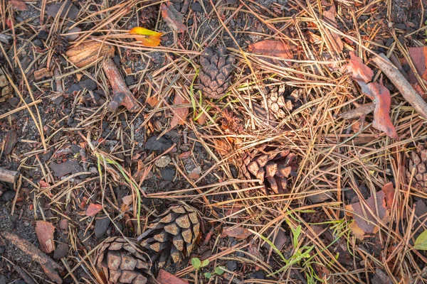 Pine Cones Coniferous Forest Cones Spruce Needles Ground Autumn Woods — Stock Photo, Image
