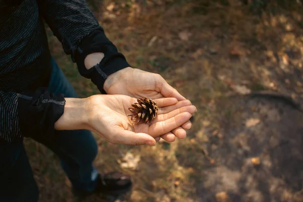 Pinecone Ανοιχτά Χέρια Προστασία Της Φύσης Κονέ Ανοιχτή Παλάμη Χέρια — Φωτογραφία Αρχείου