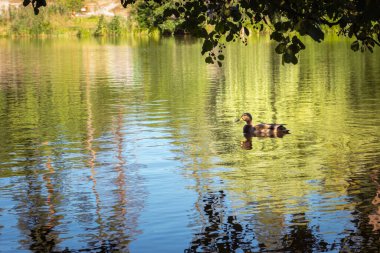 Nehirde yalnız ördek. Nehir kenarındaki tek bir kuş. Sonbahar sezonunda Mallard gölde. Yaban kuşları yüzüyor. Doğadaki vahşi kuş. Gölde yansıması olan güzel bir ördek. Vahşi yaşam konsepti.