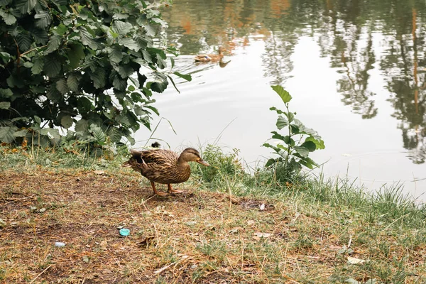 Einsame Ente Ufer Mit Plastikmüll Stockente Seeufer Der Herbstsaison Wildvogel — Stockfoto