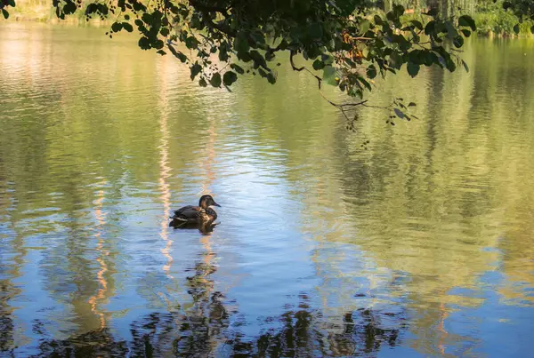 Одна Утка Реке Одинокая Птица Возле Берега Реки Маллард Озере — стоковое фото