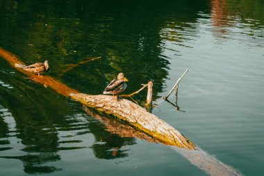 Nehirdeki ağaç gövdesinde yalnız ördek. Nehir kenarındaki tek bir kuş. Sonbahar sezonunda Mallard gölde. Yaban kuşları yüzüyor. Doğadaki vahşi kuş. Gölde yansıması olan güzel bir ördek. Vahşi yaşam konsepti.