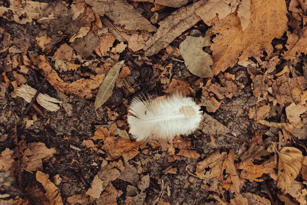 Λευκό Φτερό Στο Έδαφος Φθινοπωρινά Φύλλα Και Λευκό Καθαρό Φτερό — Φωτογραφία Αρχείου