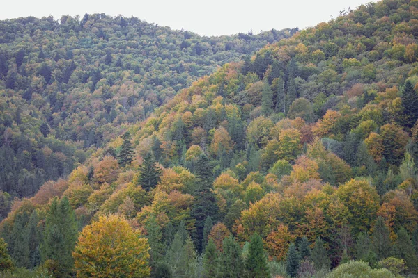 Amazing autumn in the mountains. Autumn forest in Carpathian mountains. Picturesque nature in the fall season. Autumn color leaves in woodland. Vibrant woods background. Natural pattern. Autumn trees on the hill. Beauty in nature.