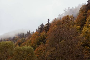 Sonbahar dağlarında sis. Sonbahar ormanında sisli bir gün. Canlı renkleri olan muhteşem bir sonbahar ormanı. Sonbahar puslu manzarası. Karpat Dağları manzarası, Ukrayna. Kasım manzarası.