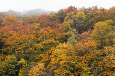 Sonbahar dağlarında sis. Sonbahar ormanında sisli bir gün. Canlı renkleri olan muhteşem bir sonbahar ormanı. Sonbahar sisli manzarası.