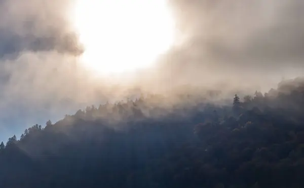 Kış dağlarında sis. Güneş, sonsuz yeşil dağların tepesinde sislerin içinden ışıldar. Ormandaki dramatik sabah manzarası. Ormanda sis. Tepelerde sisli bir sabah. Esrarengiz doğa.