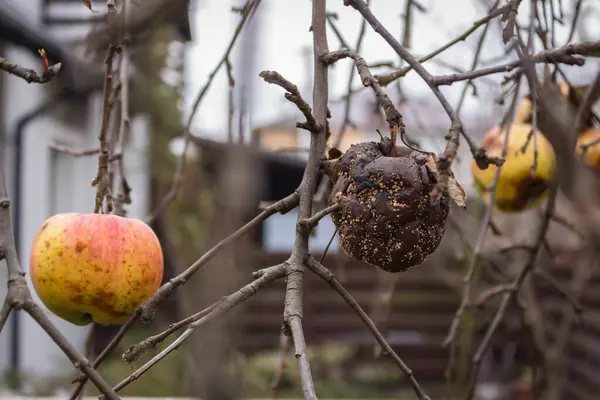 Rotten apple on bare tree. Damaged apple fruit. Apple tree garden. Bad condition concept. Decay concept. Uneatable ugly food. Overripe fruits.