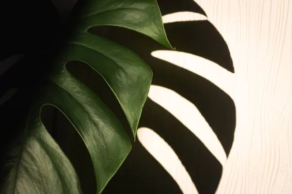 Monstera leaf in sunlight with shadow on the wall. Deep green colour. Minimal still life. Plants at home, copy space. Close to the nature. Nature in details. Creative leaves shadow. Natural pattern.