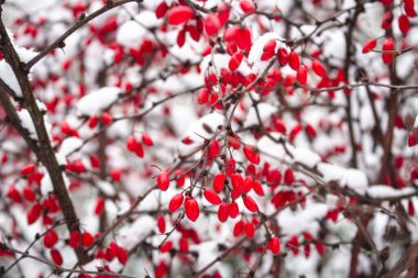 Karda kırmızı çilek. Kırmızı böğürtlenler. Donmuş doğa. Şubat manzarası. Parkland 'da kış. Karlı orman detaylarıyla. Parkta soğuk hava. Noel doğal süsü. 