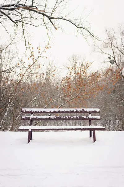 Bench covered with snow in frozen forest. Empty bench in snowy park. Winter weather. Wooden bench in park in snowfall. Peaceful winter nature. Climate changes. February landscape.