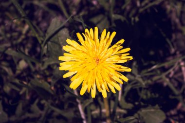 Bahçedeki sarı karahindiba çiçeği. Çiçekler yakın plan. Sarı bahar çiçeği makrosu. Alan ve çayır arka planı. Bahar ve yaz çiçekleri. Bahçe bitkileri. Güneşli kır çiçeği.