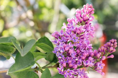 Lilac flower in the garden. Purple lilac bush close up. Violet lilac in bloom. Springtime nature. April nature landscape. Lucky flower of lilac. Beauty in nature. clipart