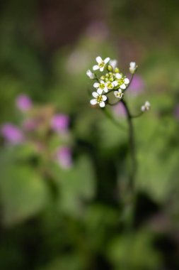 Çimenlerdeki küçük beyaz çiçekler. Çiçek açmış küçük beyaz çiçekler. İlkbahar doğası. Doğanın güzelliği. Zarif bahçe çiçeği. Doğa hassasiyeti. Yaban çiçekleri kapanıyor. 