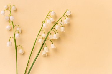 Bej arkaplanlı, fotokopi alanı olan vadili Lily. Şeftali tüylü arka planda beyaz minik çiçekler. Romantik kartpostal. İlkbahar konsepti. Yaz yatağı. Minimalizm kavramı.