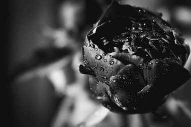 Yağmur damlalı şakayık, tek renkli. Su damlalı ıslak şakayık, yakından, siyah ve beyaz. Çiçek açan çiğ taneleri. Çiçek deseni. Doğada güzellik. Bahçede taze çiçek. Üzüntü konsepti.