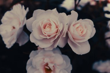 Koyu yeşil arka planda beyaz güller, tonlu görüntüler. Sokak bahçesi çiçekleri. Beyaz ve pembe güllü çiçek tarhı. Aşk ve aşk kavramı. Bahçe gülleri, kapatın. Gül bahçesi çiçek açmış..