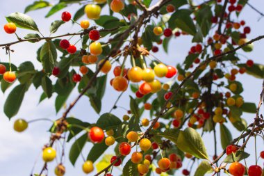 Kiraz ağacı bahçesi. Yaz hasadı konsepti. Olgun kiraz meyveleri. Yaz dönemi geçmişi. Yaz hala hayattır. Organik kırmızı kiraz. Kırmızı böğürtlenli yeşil yaprak. Yaz manzarası. Haziran doğası.