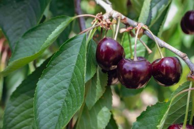 Gün ışığında kiraz ağacı bahçesi. Yaz hasadı konsepti. Olgun kiraz meyveleri. Yaz dönemi geçmişi. Yaz hala hayattır. Organik kırmızı kiraz. Kırmızı böğürtlenli yeşil yaprak. Yaz manzarası. Haziran doğası.