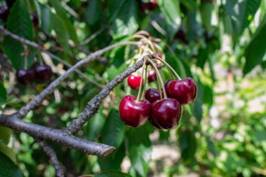 Gün ışığında kiraz ağacı bahçesi. Yaz hasadı konsepti. Olgun kiraz meyveleri. Yaz dönemi geçmişi. Yaz hala hayattır. Organik kırmızı kiraz. Kırmızı böğürtlenli yeşil yaprak. Yaz manzarası. Haziran doğası.