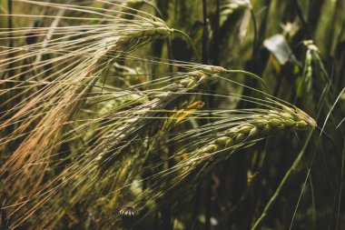 Rüzgarda savrulan yeşil buğday tarlası. Ukrayna 'da tarım. Buğday arka planı. Yaz hasadı. Yeşil çavdar tarlası. Buğday tarlası manzarası. Yeşil mısır gevreği bitkisi. Doğada güzellik.