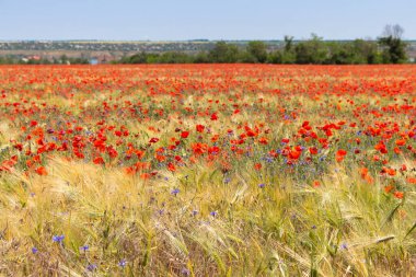 Yazın haşhaş tarlası. Rüzgardaki gelincik çiçekleri. Güzelliğin vahşi doğası. Gelincikler ve çiçek. Havadan yaz manzarası. Kırsal alan. Güzel bir kırsal. Yeşil çimenler ve yabani çiçekler kapanıyor. 