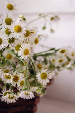 Hasır sepette küçük demetler. Masanın üzerinde papatya çiçekleri var. İçi beyaz çiçeklerle dolu. Çiçek hediyesi. Kırsal yaşam tarzı. Dekordaki papatya çiçekleri. Yaz mevsimi doğası.