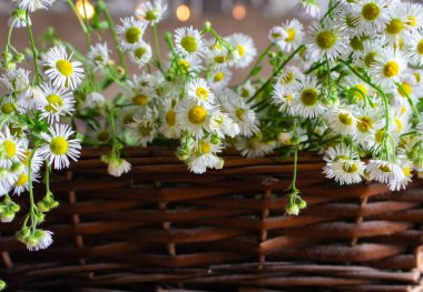 Hasır sepette küçük demetler. Masanın üzerinde papatya çiçekleri var. İçi beyaz çiçeklerle dolu. Çiçek hediyesi. Kırsal yaşam tarzı. Dekordaki papatya çiçekleri. Yaz mevsimi doğası.