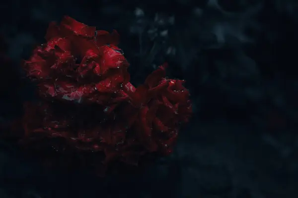 Kırmızı güller yağmur damlalarında koyu yeşil arka planda. Bahçede yağmurun altında bir buket kırmızı gül. Doğada güzellik. Aşk konsepti. Doğanın kokusu. Gotik güller. Kırmızı çiçeklerdeki çiy tanesi.