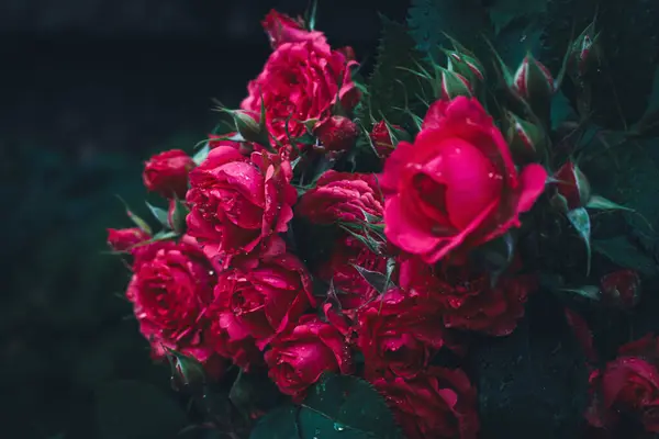 Kırmızı güller yağmur damlalarında koyu yeşil arka planda. Bahçede yağmurun altında bir buket kırmızı gül. Doğada güzellik. Aşk konsepti. Doğanın kokusu. Gotik güller. Kırmızı çiçeklerdeki çiy tanesi.