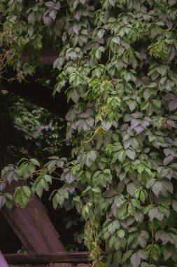 Eski ahşap duvarda yeşil sarmaşık. Sarmaşık yeşilliği. Sarmaşık yapraklı terk edilmiş bir bina. Sarmaşıkla kaplı terk edilmiş bir ev. Antika malikanenin ürkütücü atmosferi. Terk edilmiş bahçe.