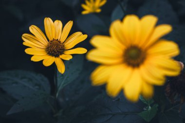 Koyu yeşil arka planda sarı çiçekler. Koyu sarı arka planda parlıyor. Detaylı yaz doğası. Çiyde çiçek yaprakları ve koyu yeşil yapraklar. Doğada güzellik.