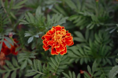 Koyu yeşil çimen arka planında kadife çiçekleri. Çiçek tarhında Marigold, yaklaş. Doğada güzellik. Doğal arka plan. Çiçek açan çiçekler. Çiçek tozlaşma konsepti. Yaz doğası. 
