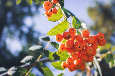 Mavi gökyüzüne karşı böğürtlenli Rowan ağacı. Sonbaharın erken doğası detaylarda. Rowan böğürtleni. Doğada güzellik. Eylül konsepti. Portakal meyveli ağaç dalı. 